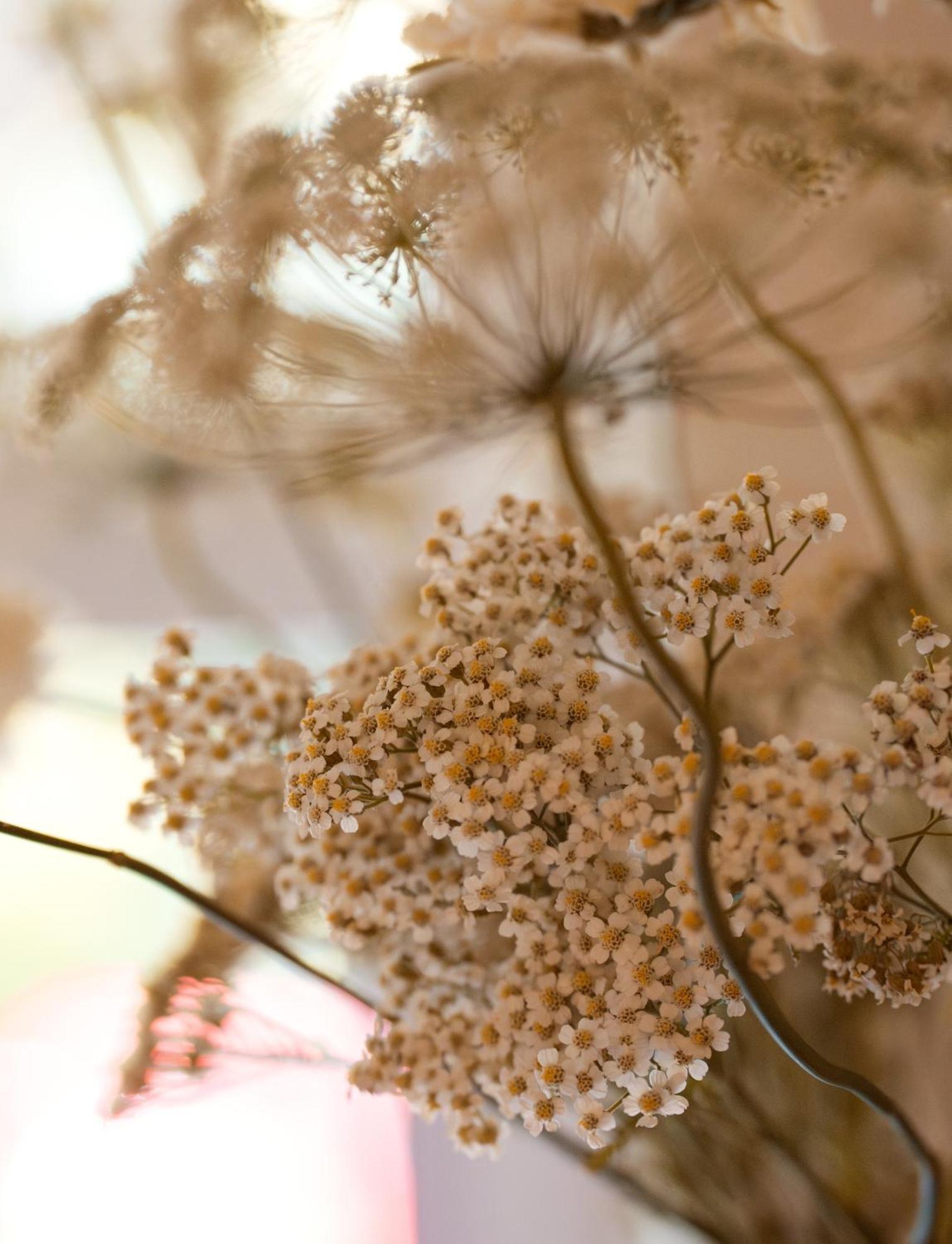 Leighton House - Boutique Guesthouse 바스 외부 사진 Dried chamomile flowers